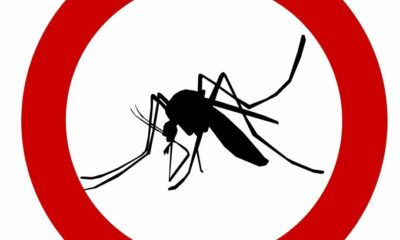 L’été arrive, les moustiques aussi
