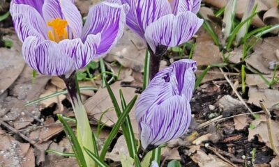 Troc des Plantes 2026